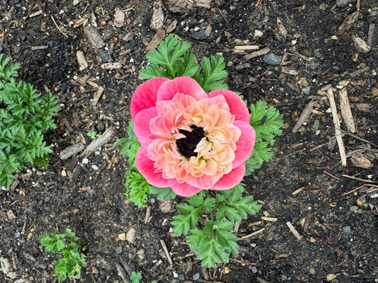 Why Roots to Petals Studio is Your Go-To Pittsburgh Flower Shop for Every Occasion
