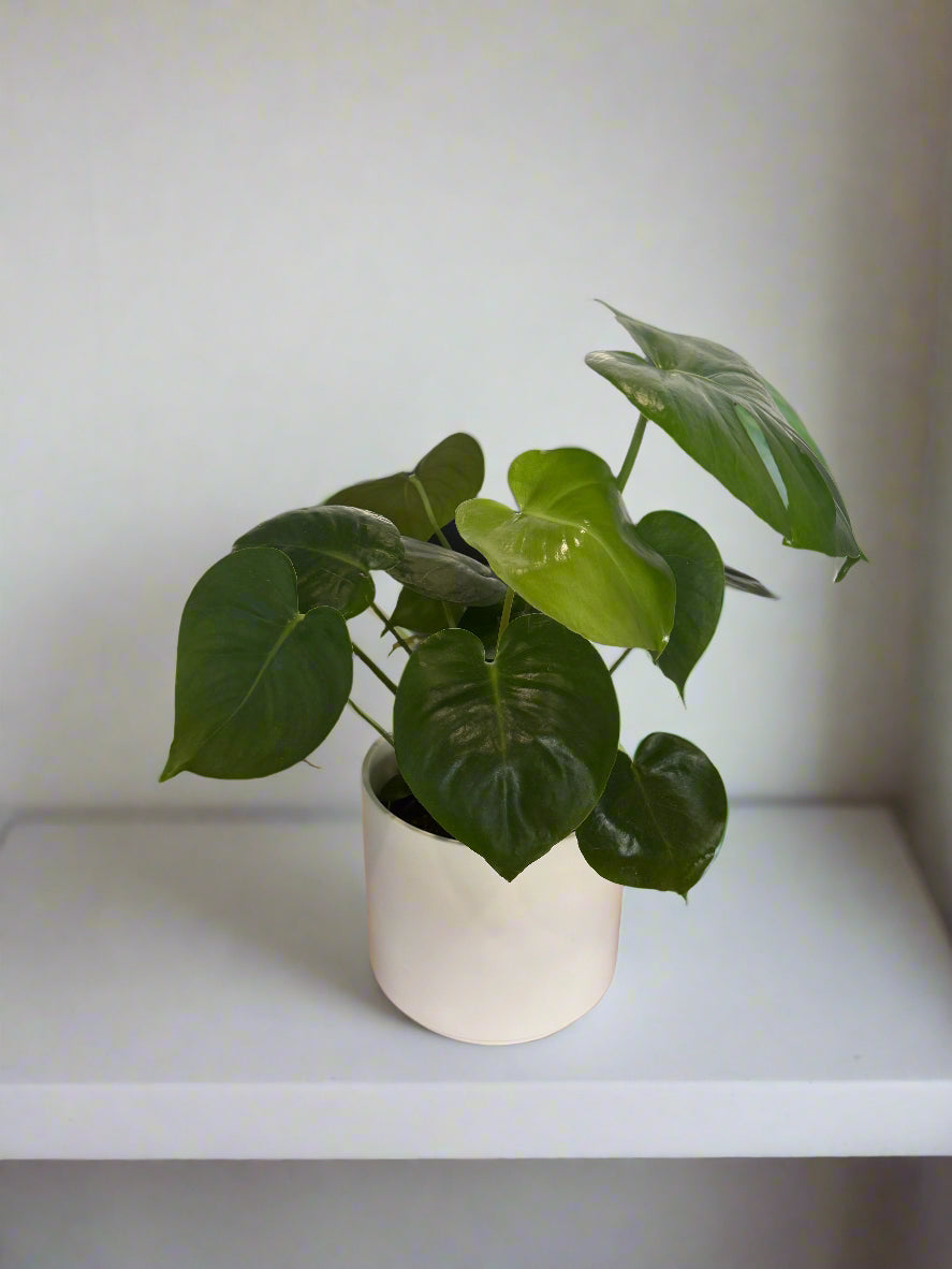 Potted Monstera Sympathy Plant