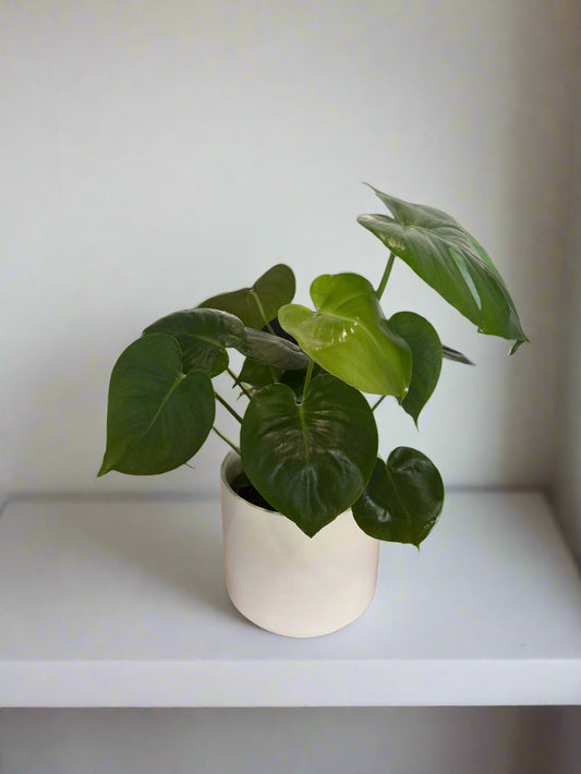 Potted Monstera Sympathy Plant
