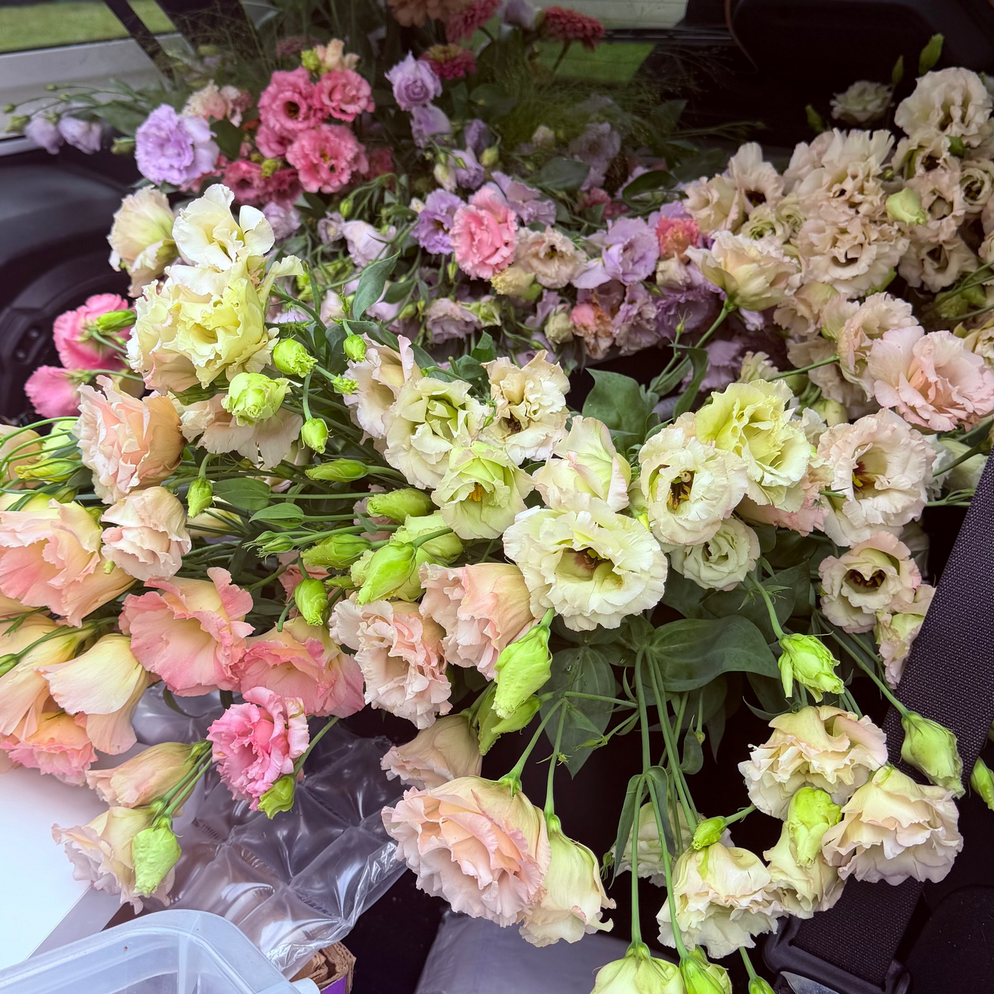 Lisianthus Bunch - Pickup Only