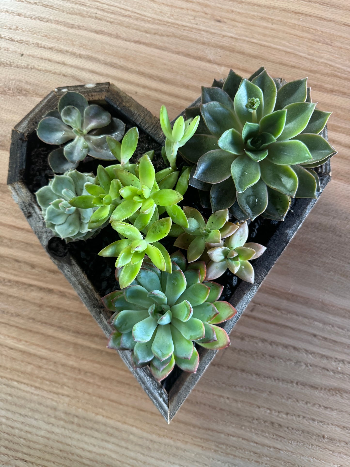 Sympathy Succulent Garden