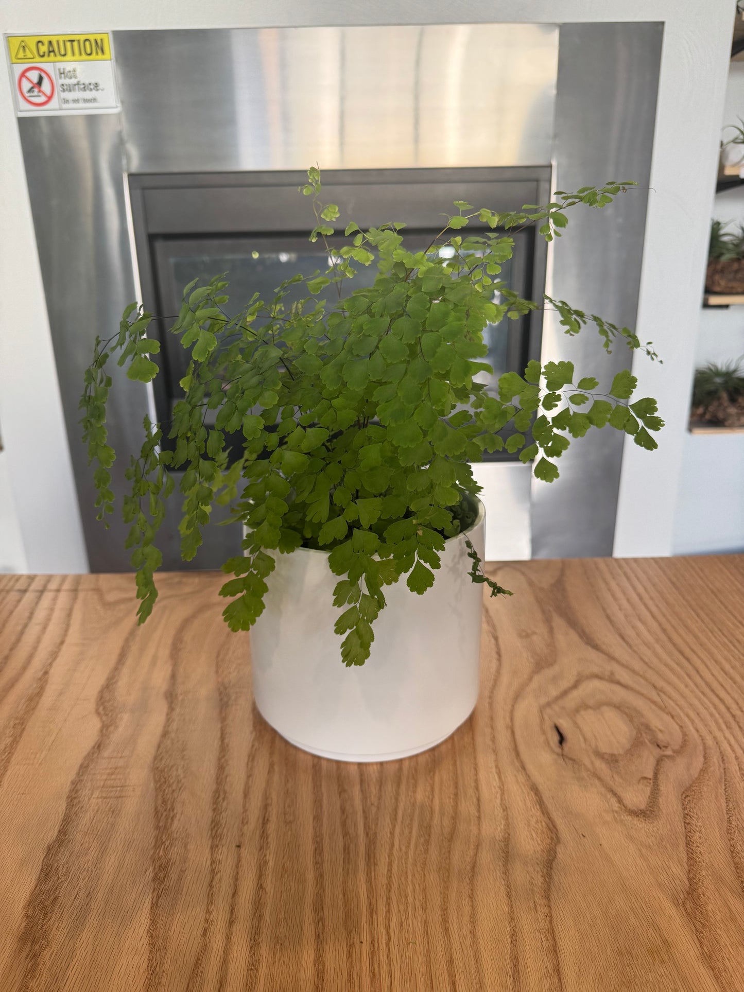Potted Maidenhair Fern Sympathy Plant