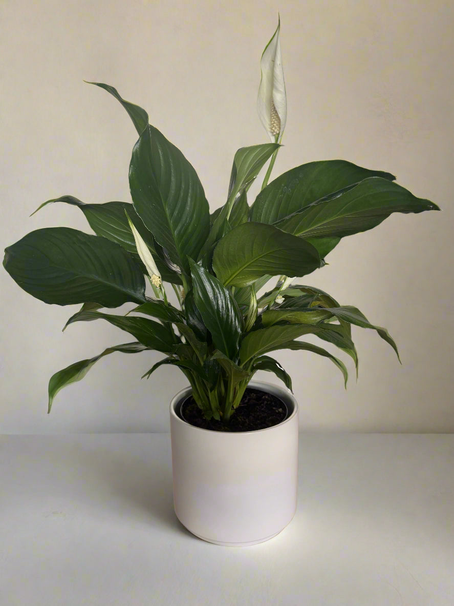 Potted Peace Lily Sympathy Plant