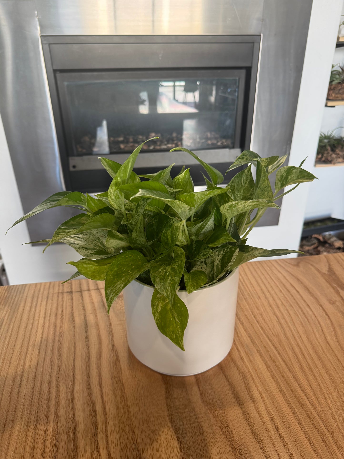 Potted Marble Queen Pothos Sympathy Plant