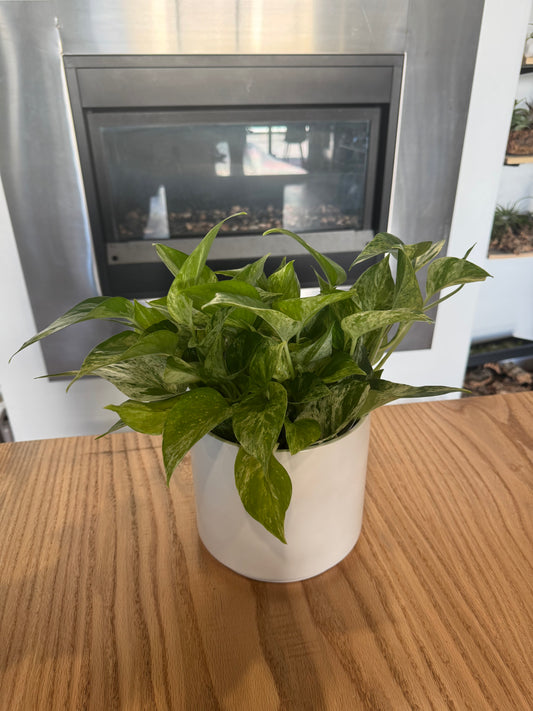 Potted Marble Queen Pothos Sympathy Plant