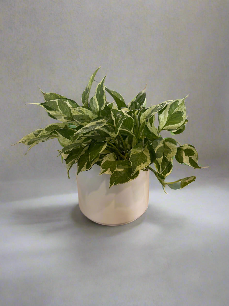 sympathy potted plants Potted Pearls and Jade Sympathy Plant