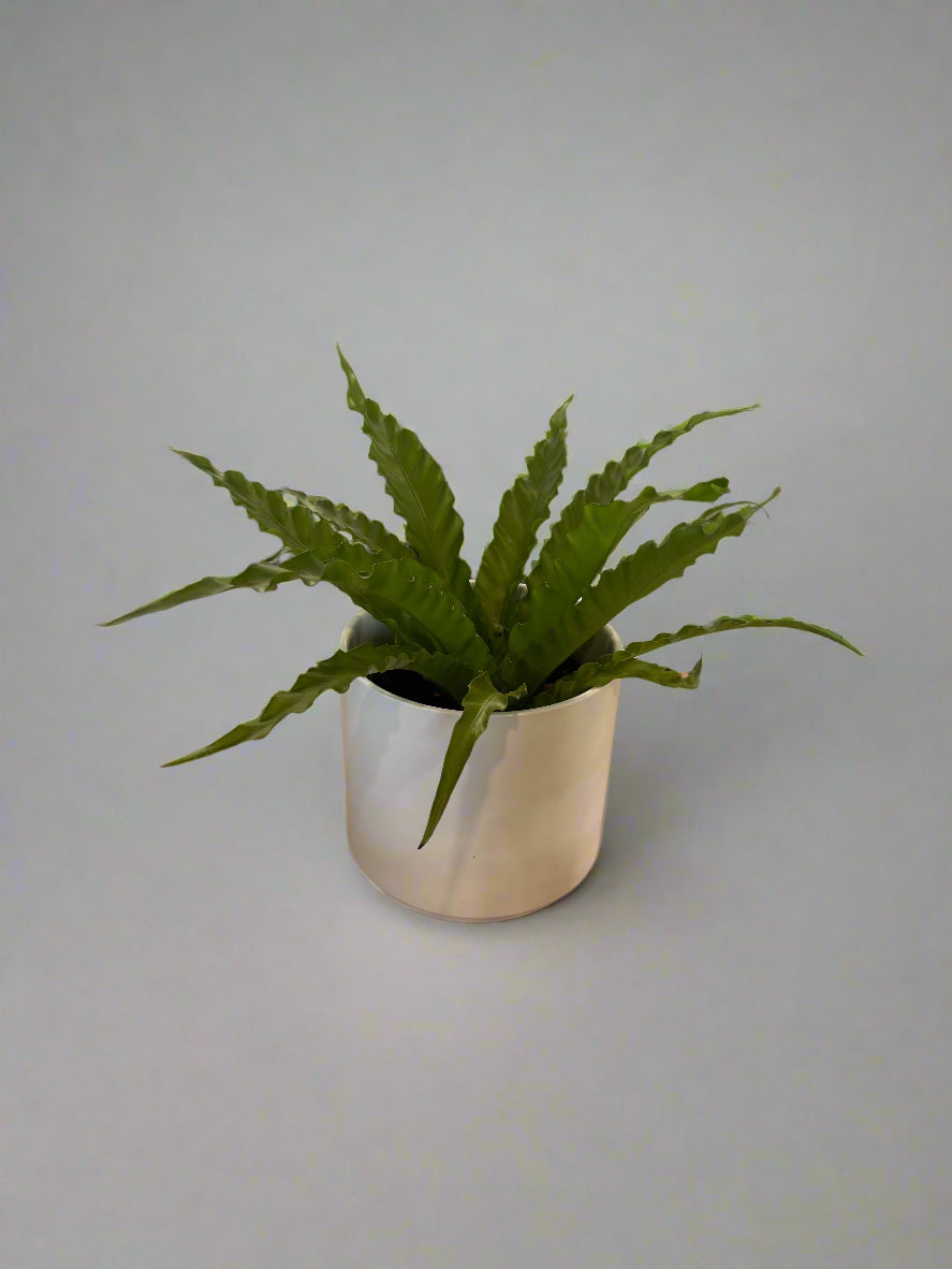 Potted Crispy Wave Fern Sympathy Plant