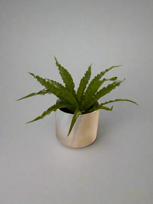 Potted Crispy Wave Fern Sympathy Plant