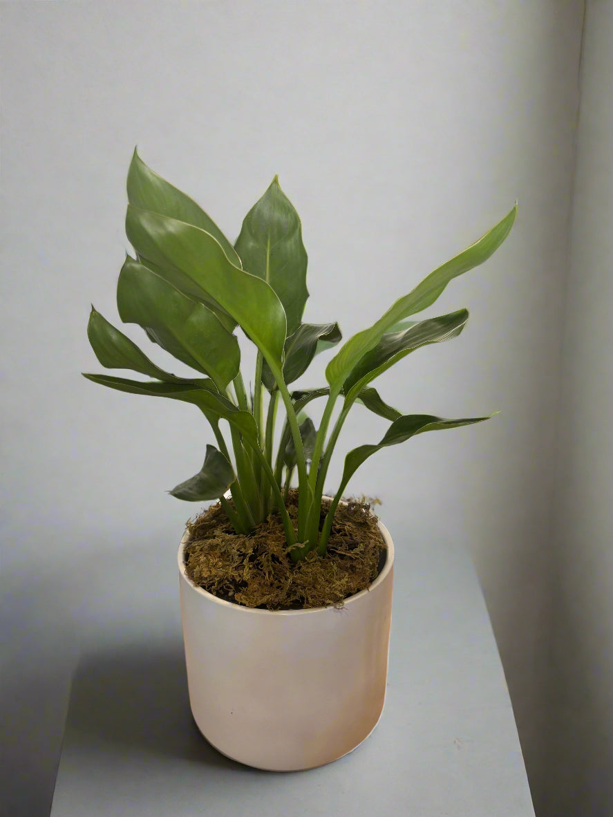 Potted Bird of Paradise Sympathy Plant