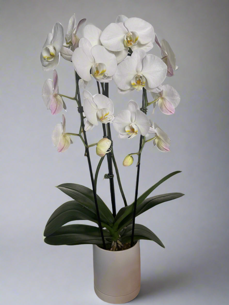 Potted White Double Cascading Orchid Sympathy Plant