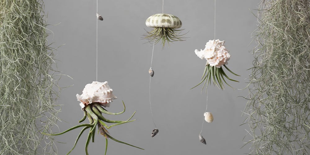 How Do You Care for Air Plants?