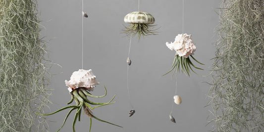 How Do You Care for Air Plants?