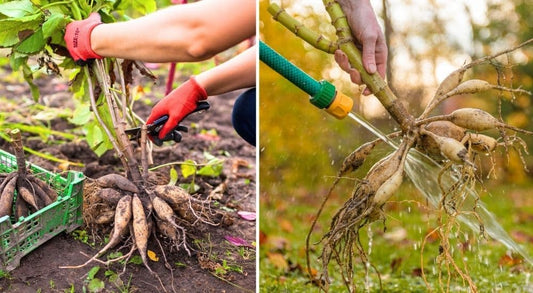 When Should You Dig Up and Store Dahlia Tubers?