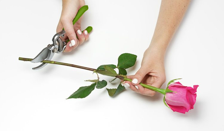 How Do You Make Cut Flowers Last Longer?