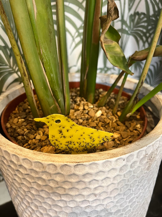 How Do You Get Rid of Fungus Gnats in Houseplants?