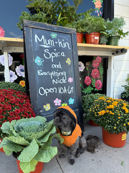 Top Flowers to Plant in the Fall in Oakmont PA