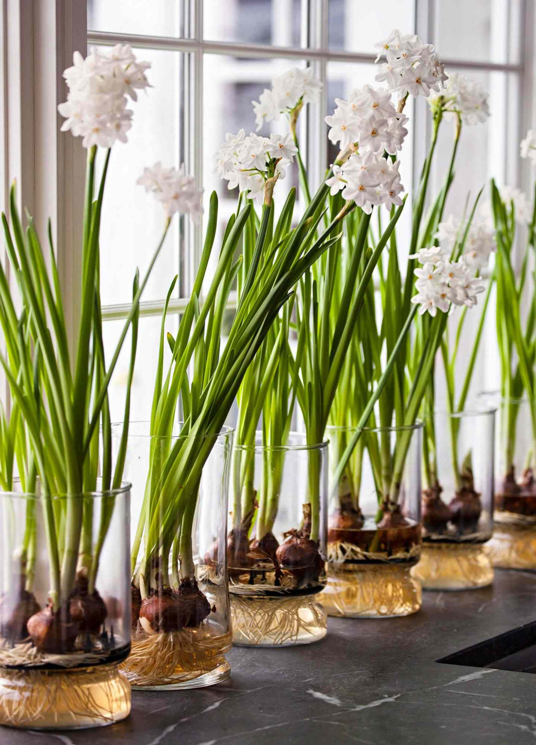 How Do You Grow Paperwhites Indoors Without Them Flopping Over?
