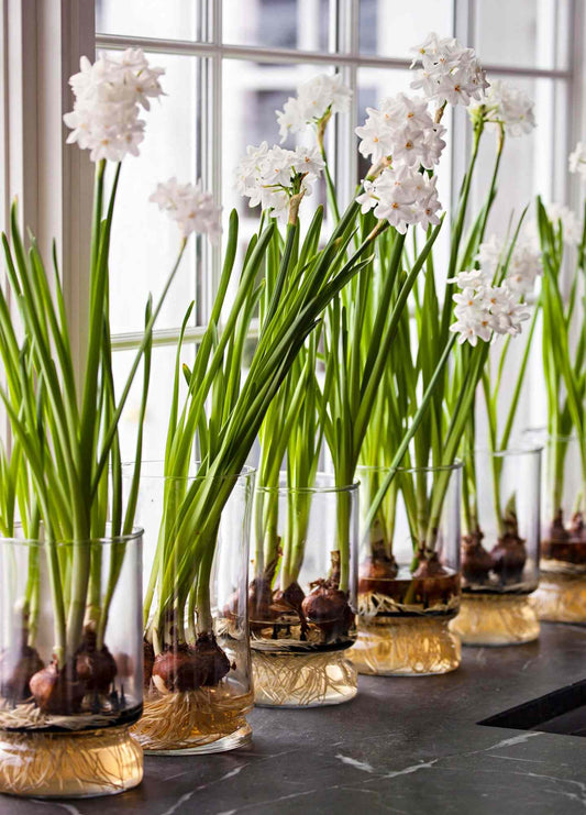 How Do You Grow Paperwhites Indoors Without Them Flopping Over?