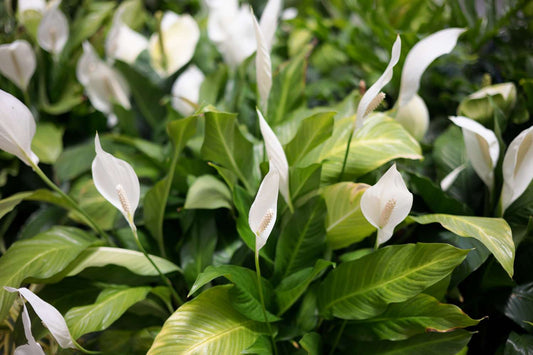 How Do You Keep a Sympathy Plant Alive? Peace Lily and Orchid Care