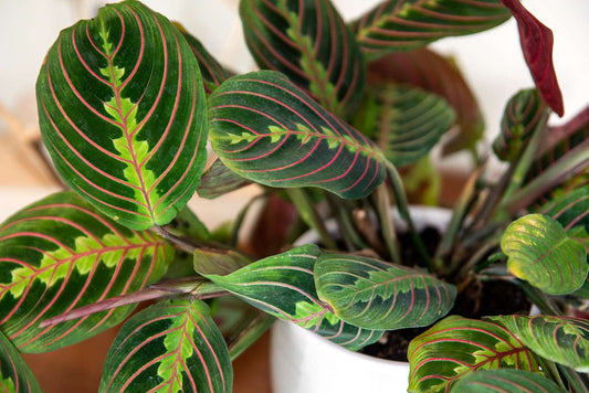 Why Does a Prayer Plant Fold Its Leaves at Night, and How Do You Care for One?