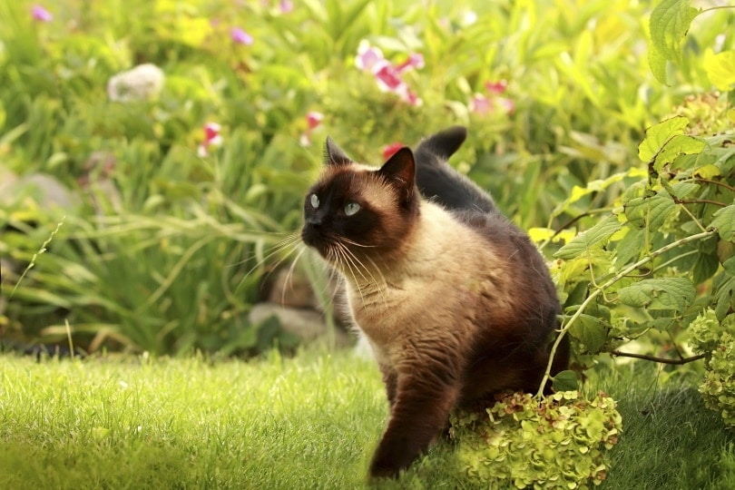 Which Flowers Are Safe for Cats?