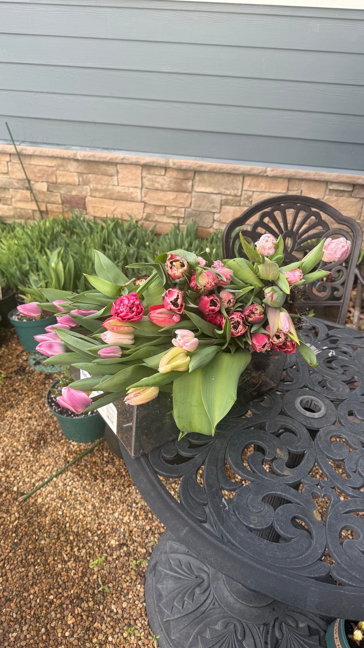 It’s Local Tulip Season!