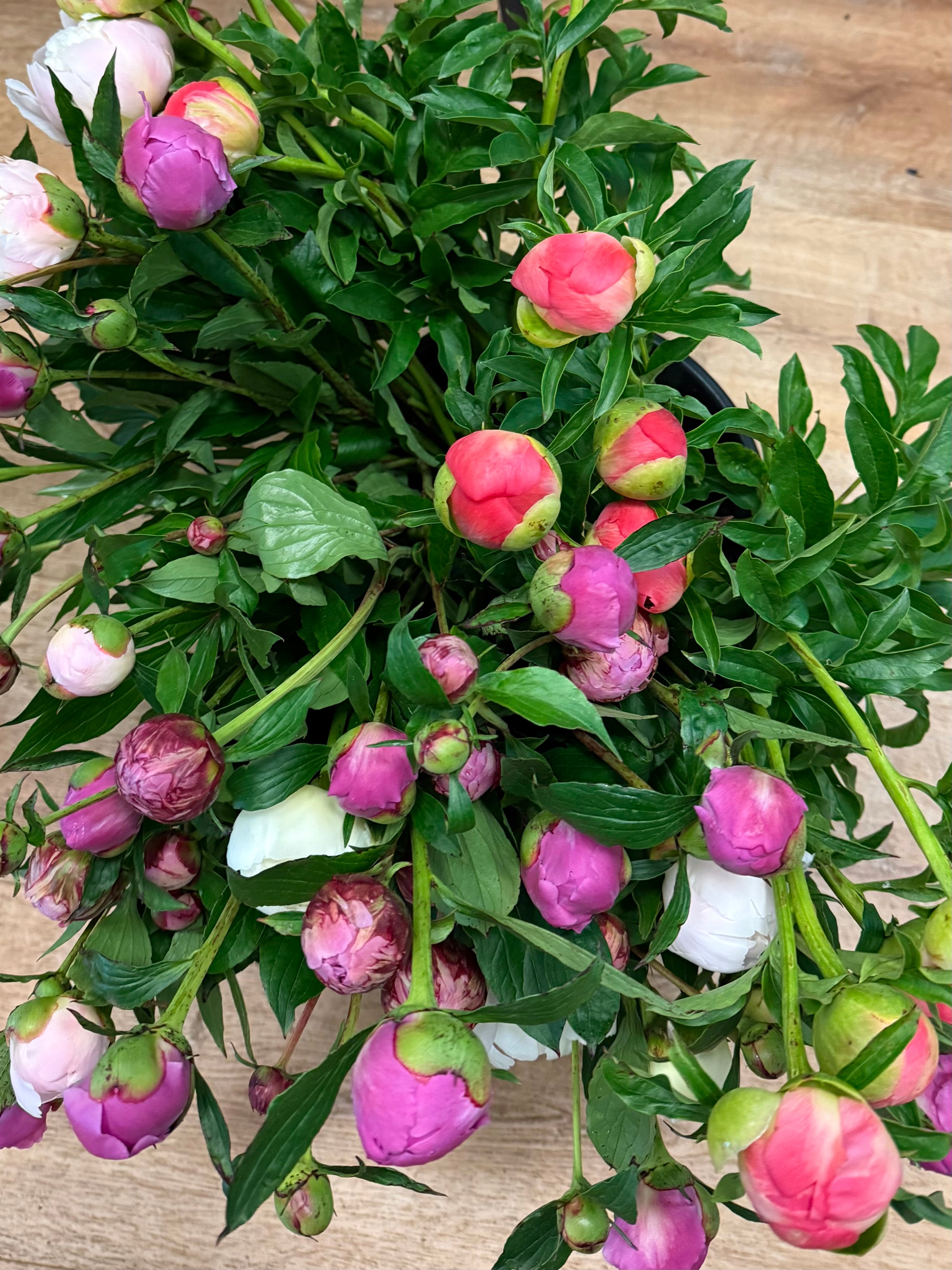 2025 Local Peony Collection