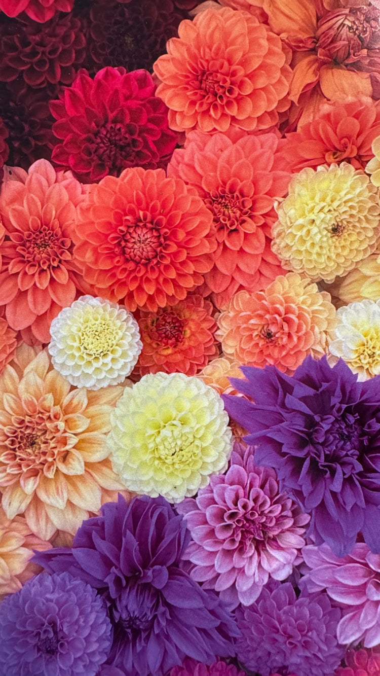 2025 Dahlia Bouquet Subscription