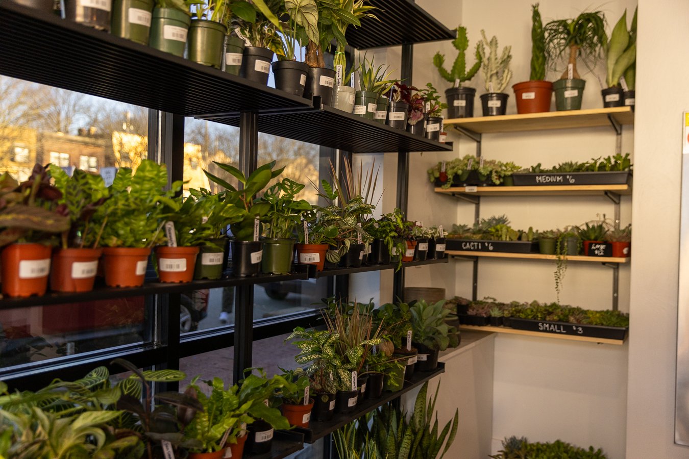 Plant Store Pittsburgh | House Plants Pittsburgh PA