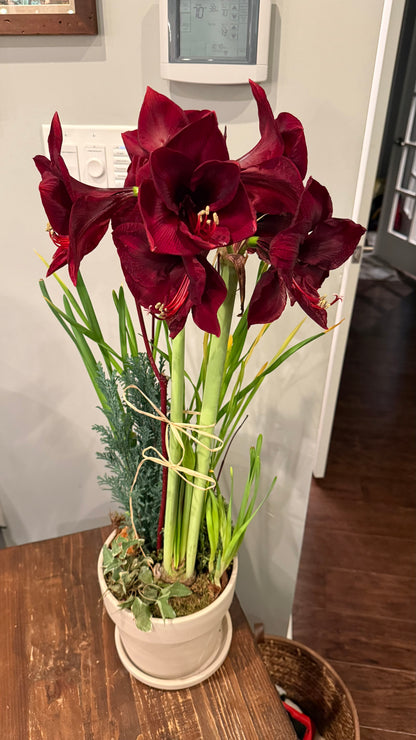 November Amaryllis Garden Workshop - Thursday November 19 - 6:30pm-8pm