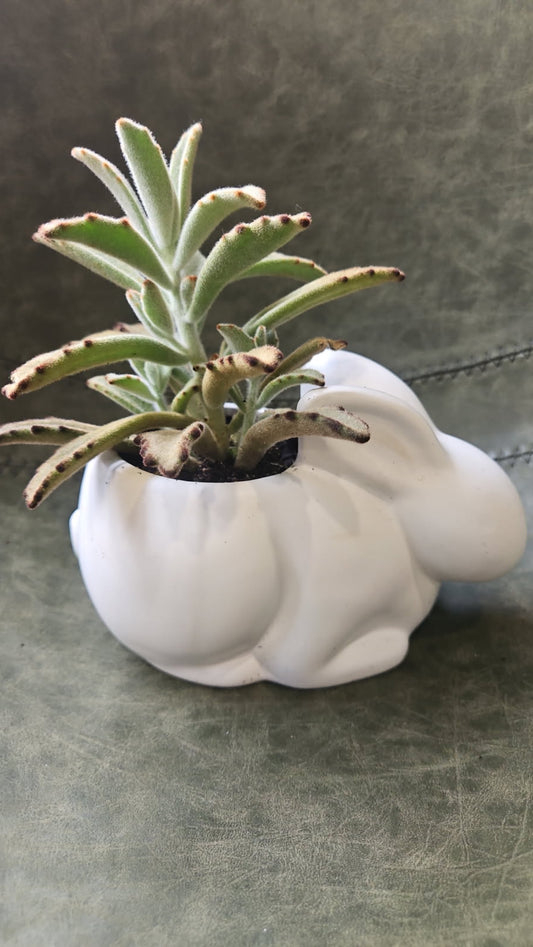 Easter Bunny Planters With Assorted Plants & Succulents