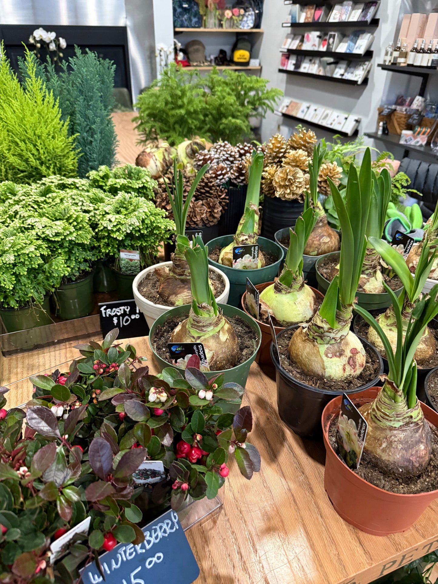 November Amaryllis Garden Workshop - Thursday November 19 - 6:30pm-8pm