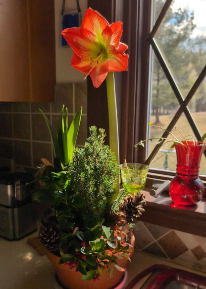 Red amaryllis garden