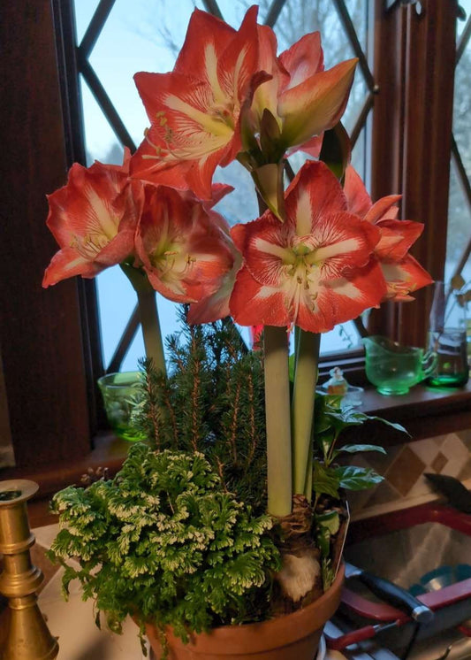 Potted amaryllis with large pink and red flowers on a windowsill.