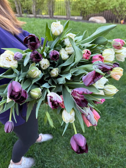 Local Tulip Subscription (4 weeks)