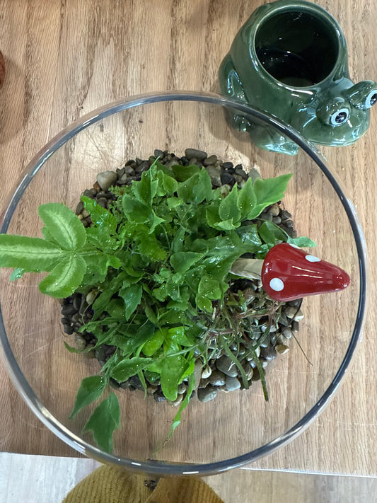 Terrarium Workshop - Sunday October 19th - 4:00pm-5:30pm