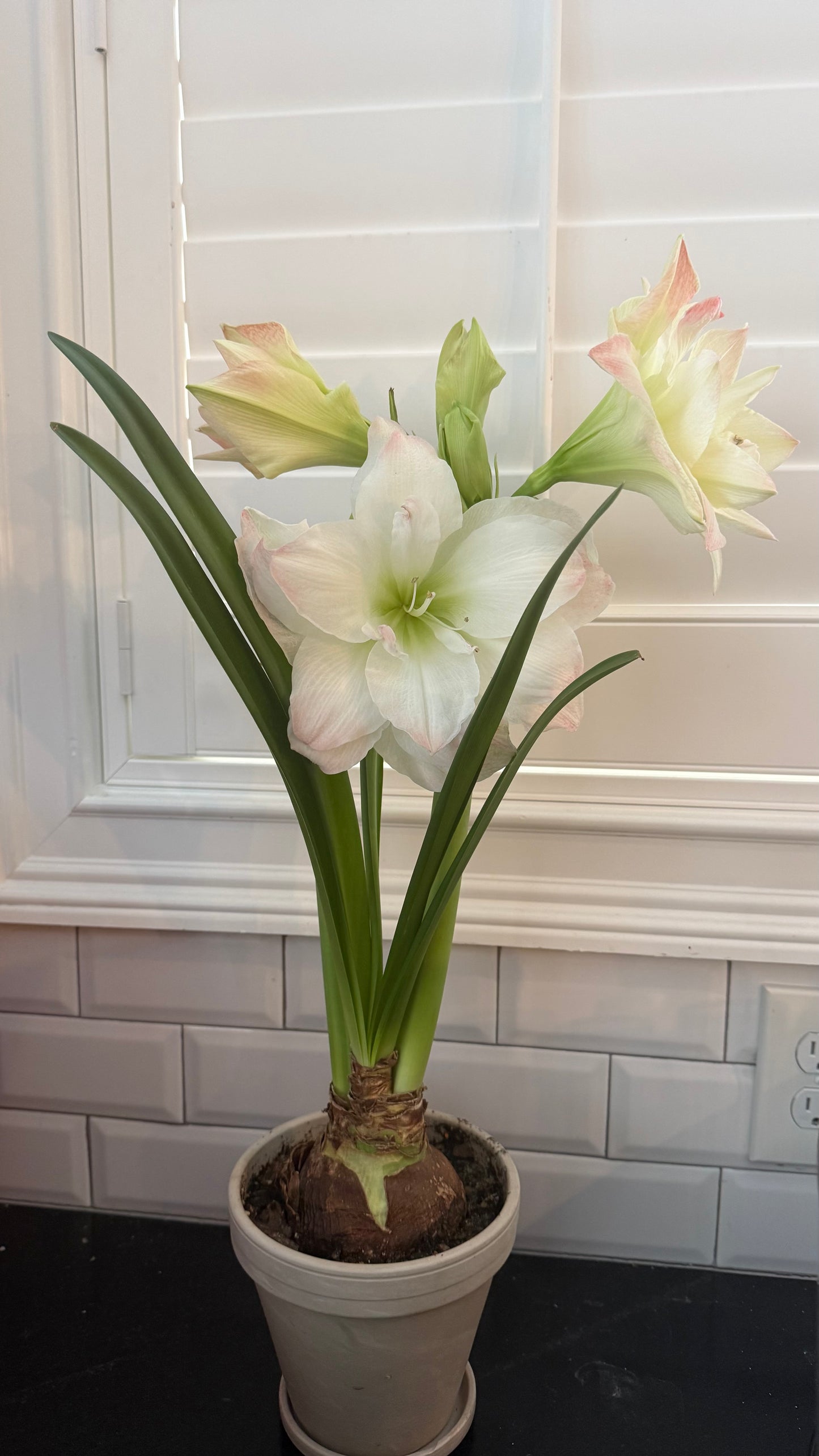 November Amaryllis Garden Workshop - Thursday November 19 - 6:30pm-8pm