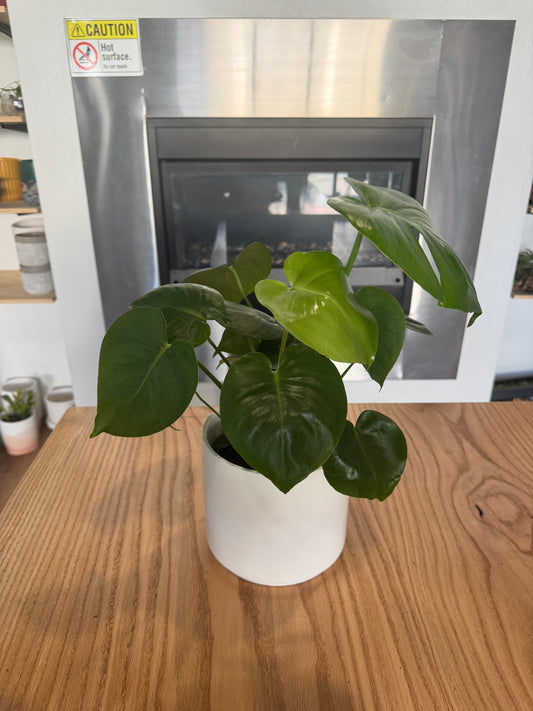 Potted Monstera Sympathy Plant