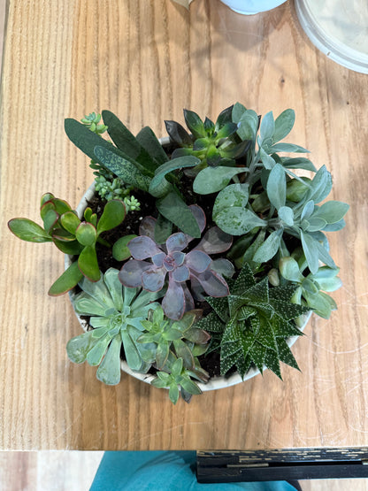 Deluxe Sympathy Succulent Garden