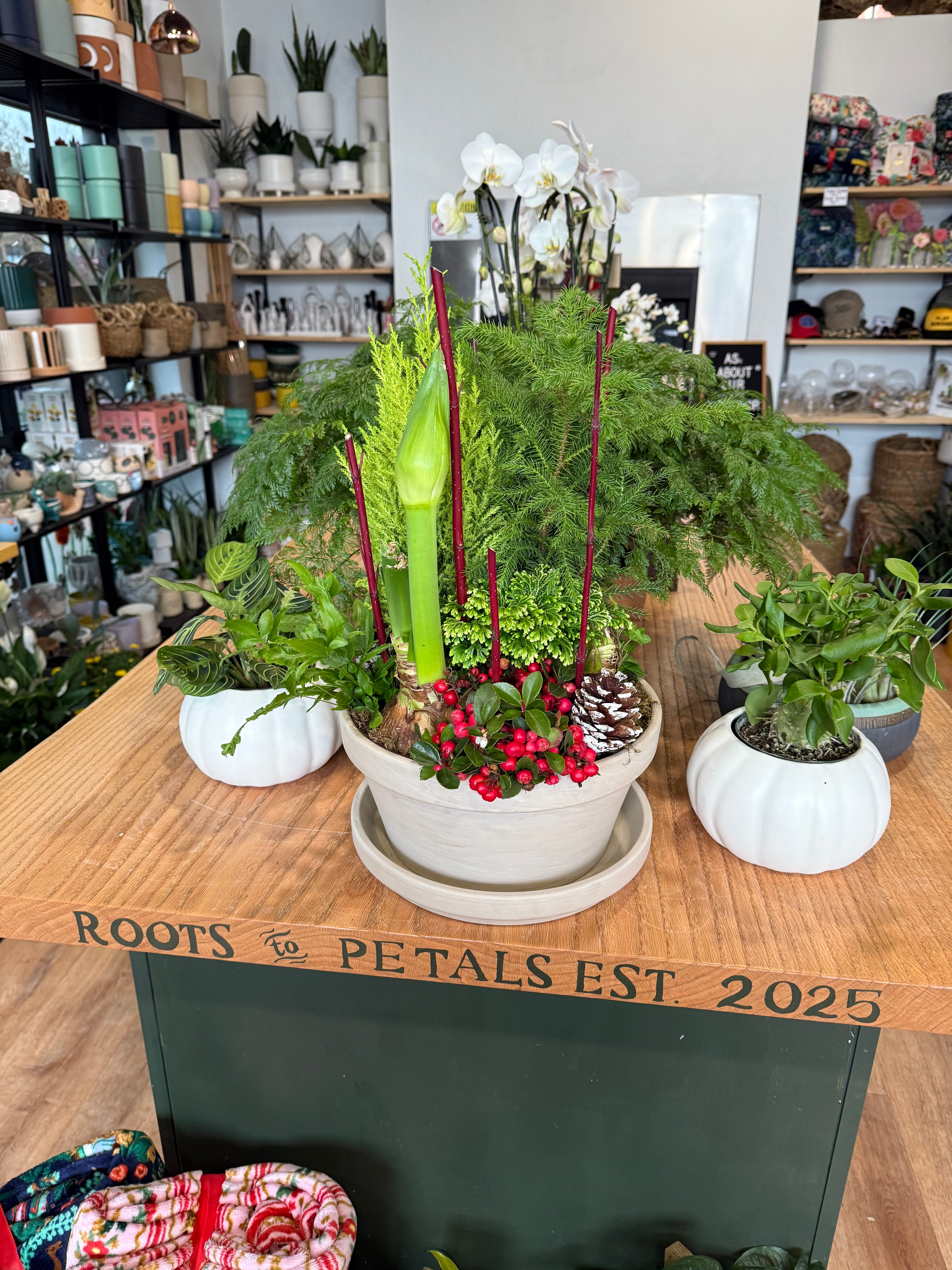 house plants Pittsburgh PA