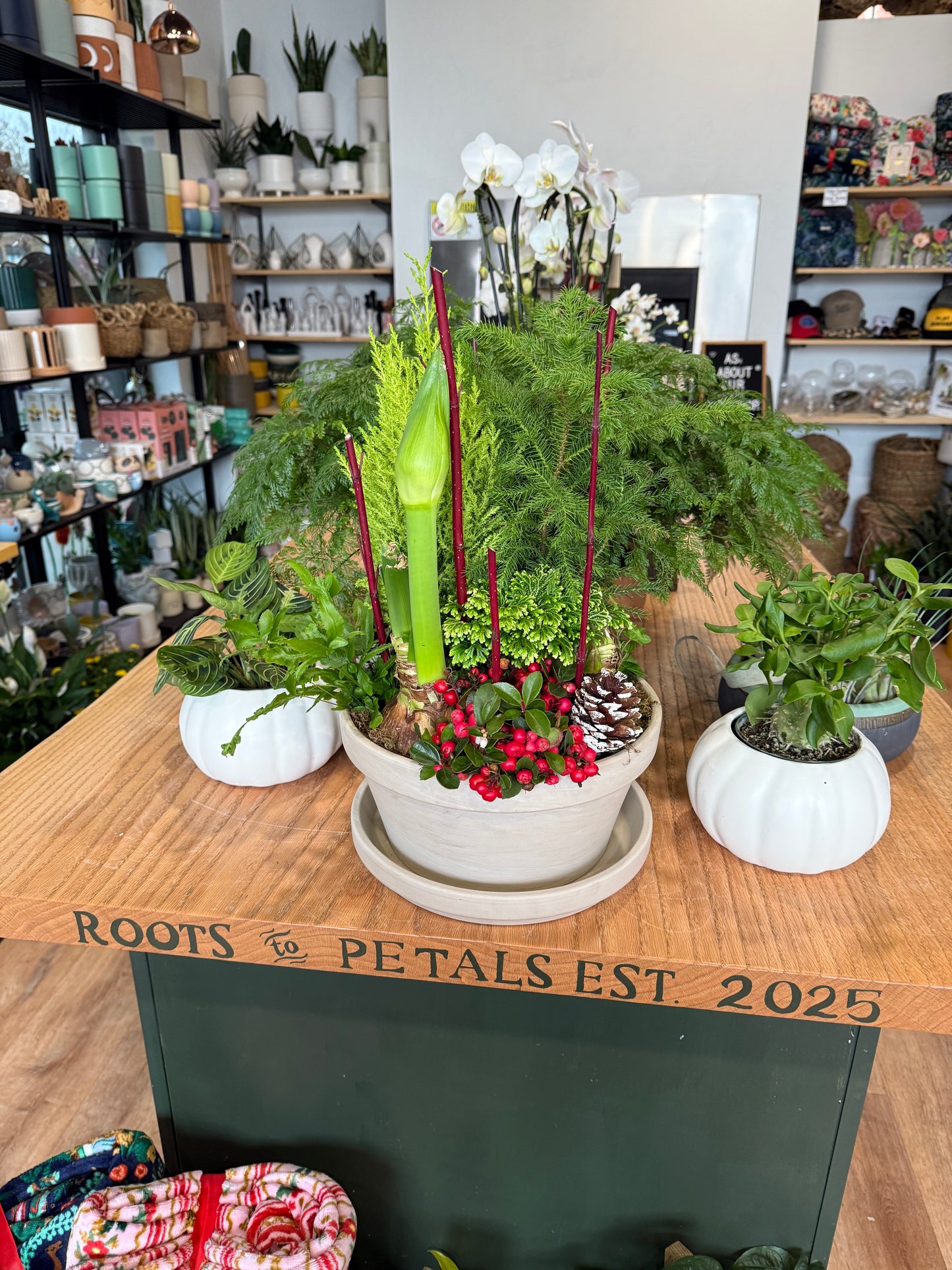 November Amaryllis Garden Workshop - Thursday November 19 - 6:30pm-8pm