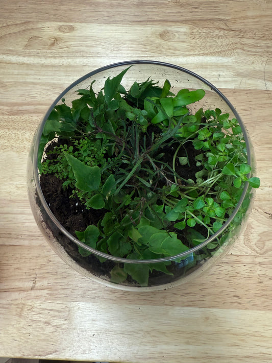 Terrarium Workshop - Sunday October 19th - 4:00pm-5:30pm
