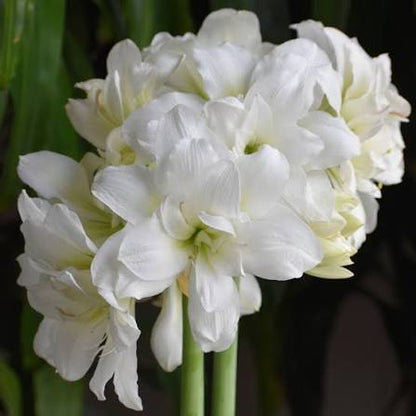 November Amaryllis Garden Workshop - Thursday November 19 - 6:30pm-8pm