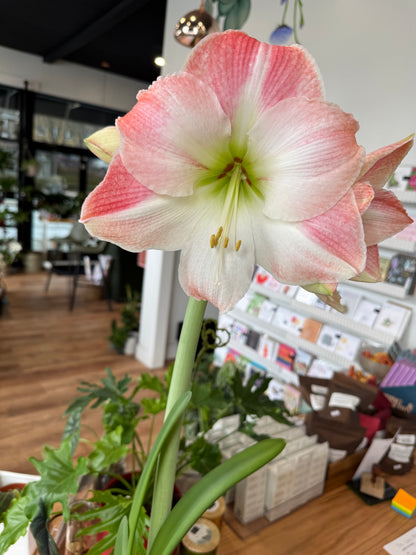 November Amaryllis Garden Workshop - Thursday November 19 - 6:30pm-8pm