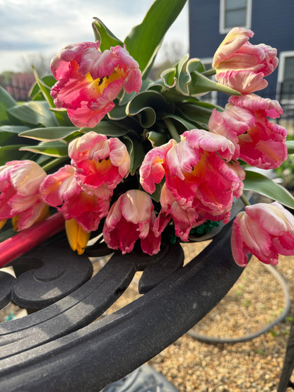 Local Tulip Subscription (4 weeks)