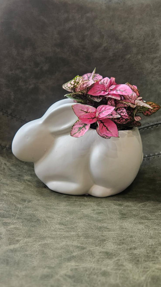 Easter Bunny Planters With Assorted Plants & Succulents