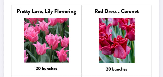 Valentine's Day Local Tulip Arrangement