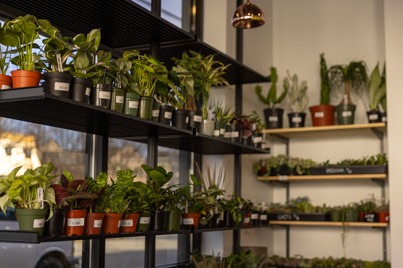 Oakmont Florist | Best Florist Oakmont PA | Plant Shop + Gift Shop – Roots To Petals