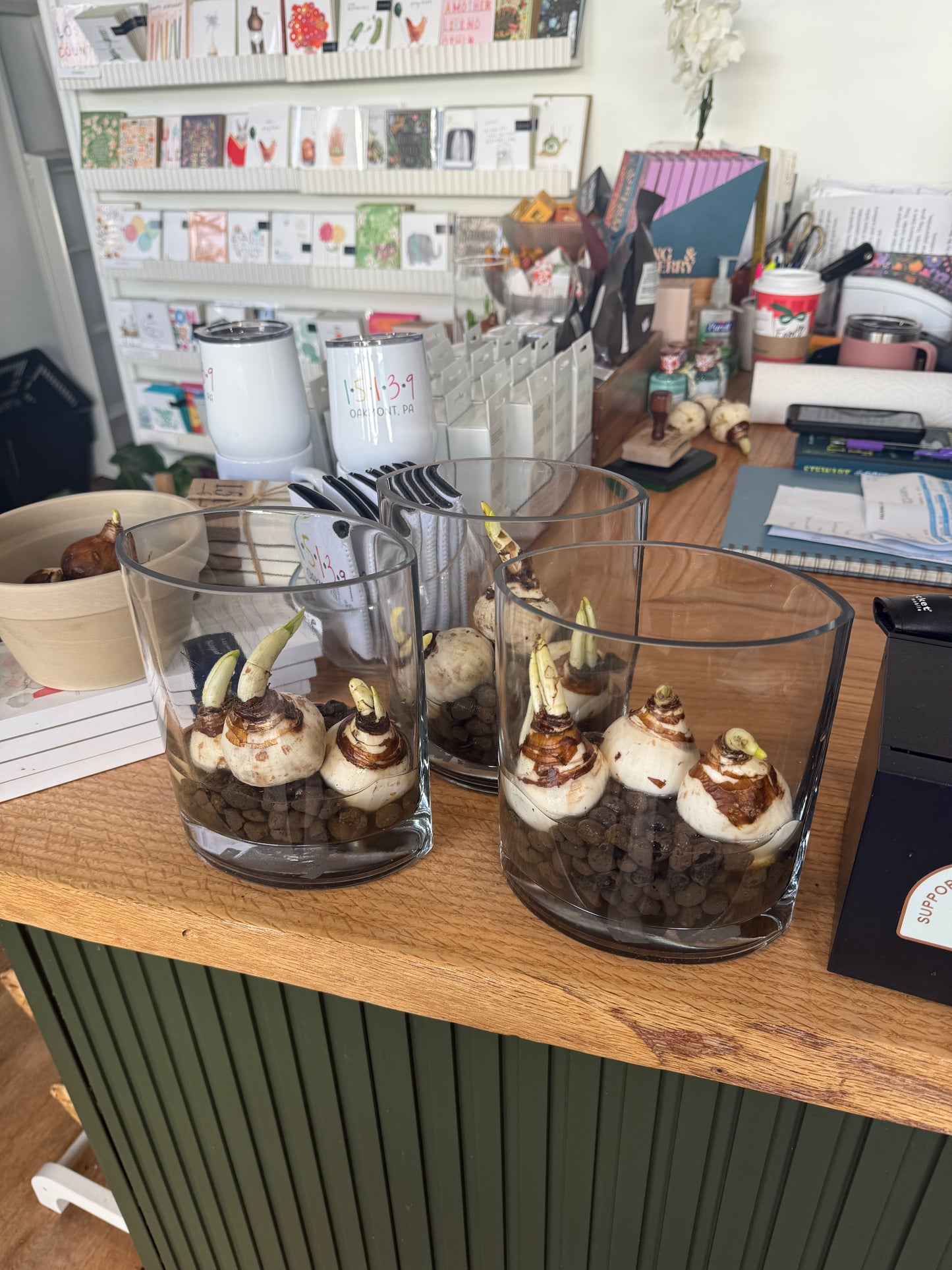 Paperwhite Garden (Hydroponic)