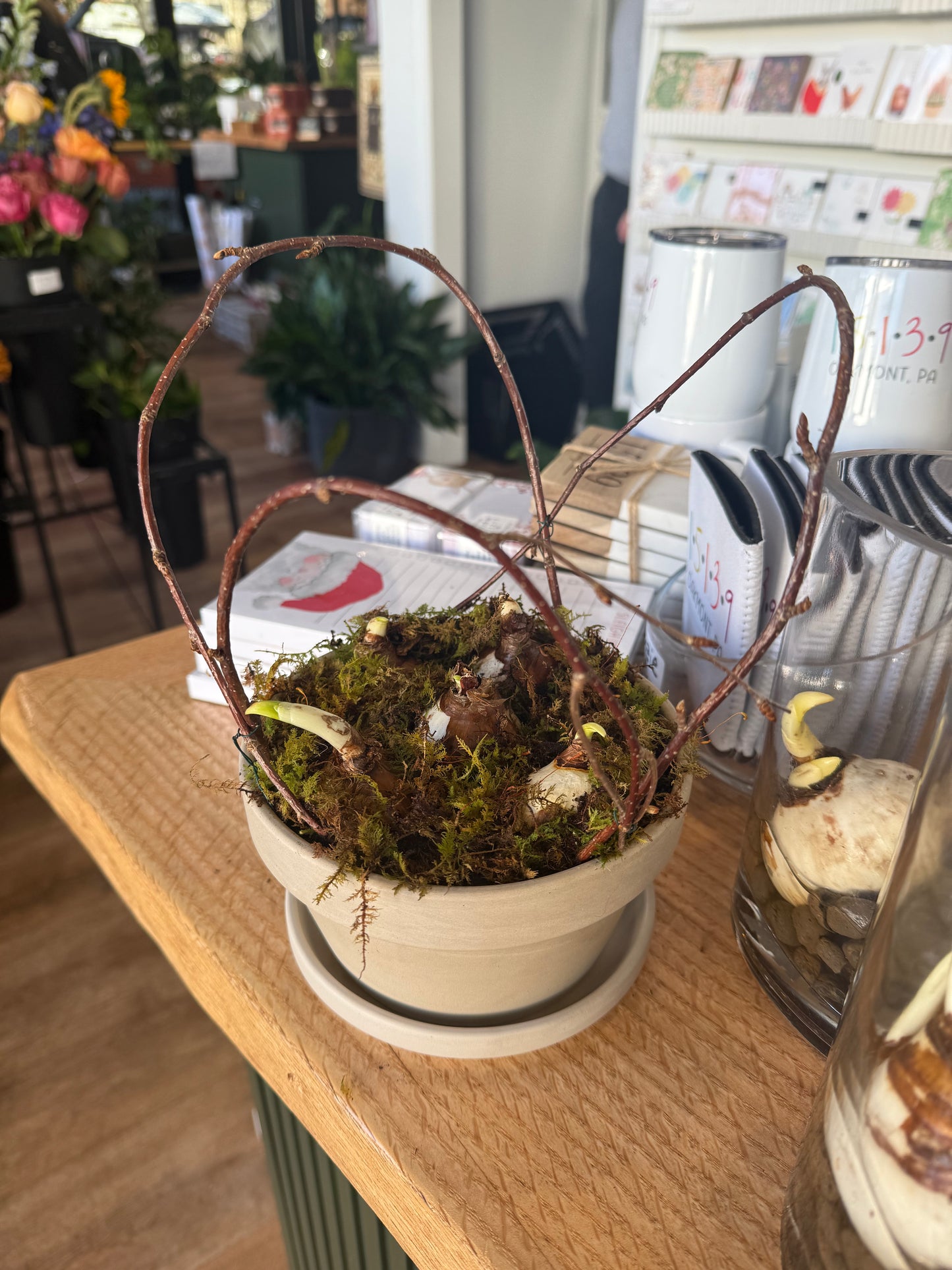 Potted Paperwhite Garden (Soil)